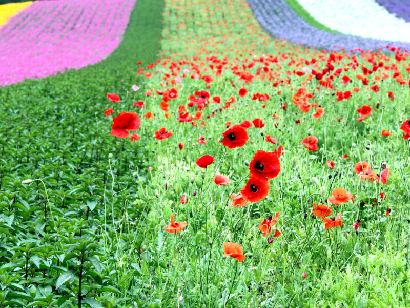 虞美人 Papaver Rhoeas 科技研花图画书