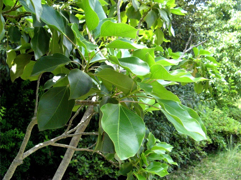 カクレミノ Dendropanax Trifidus かぎけん花図鑑