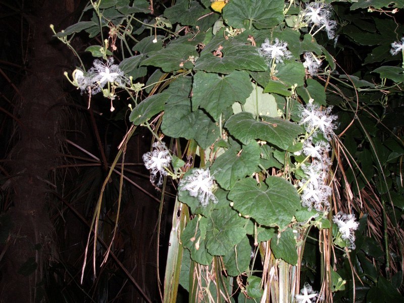 カラスウリ Trichosanthes Cucumeroides かぎけん花図鑑