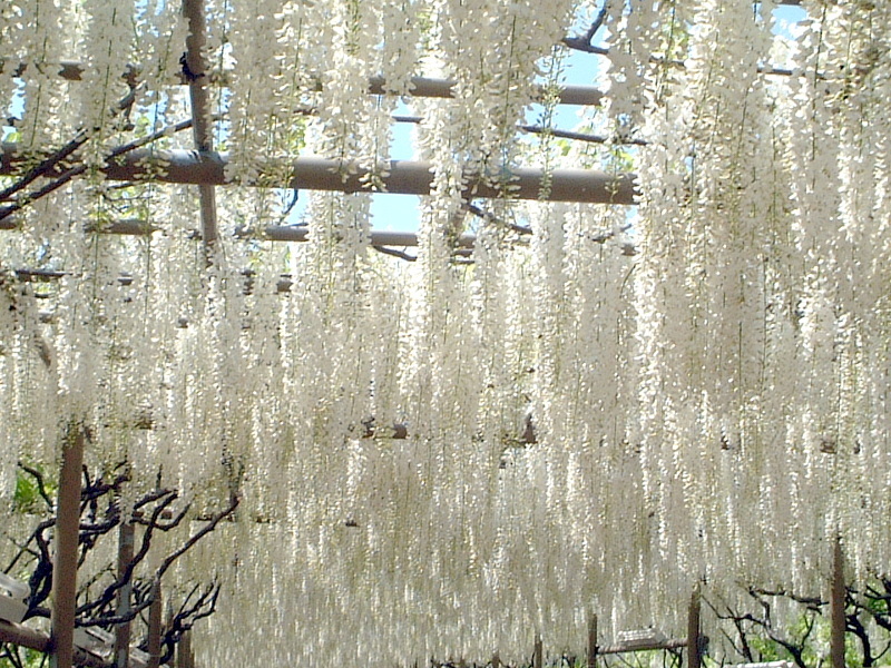 Japanese wisteria