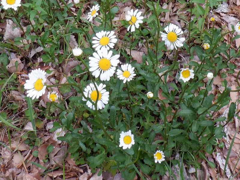 Erigeron karvinskianus