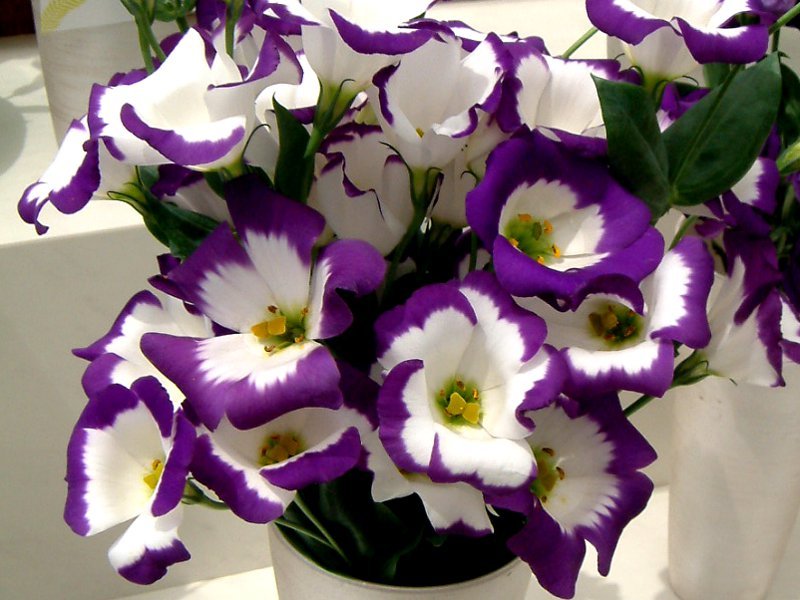 Eustoma grandiflorum ''mira maline'