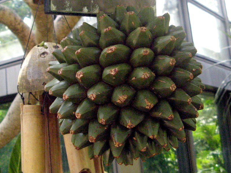 ビヨウタコノキ | Pandanus utilis | かぎけん花図鑑