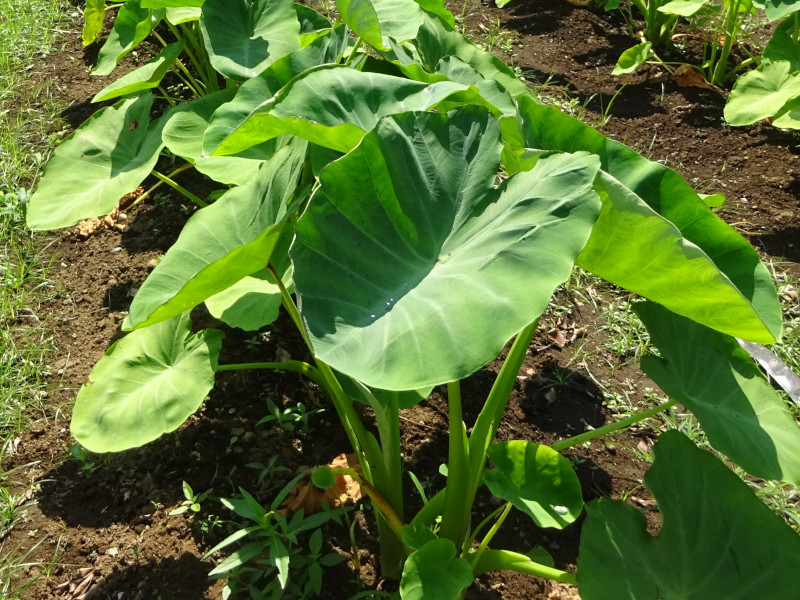 サトイモ Colocasia Esculenta Ishikawa Wase かぎけん花図鑑