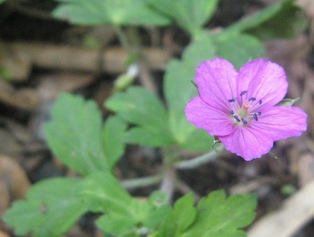 Geranium thunbergii