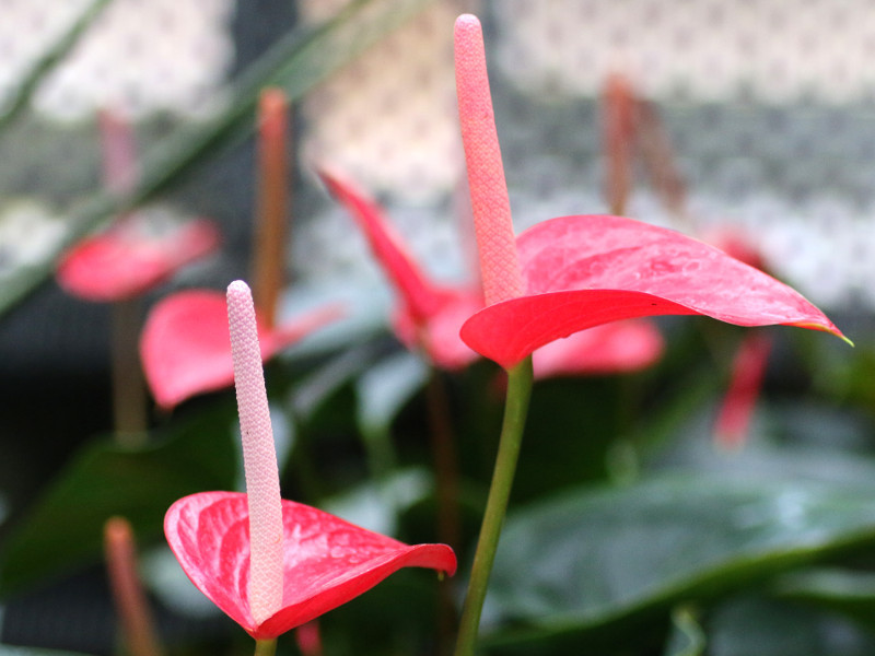 アンスリウム Anthurium Andreanum かぎけん花図鑑