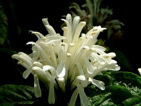 Justicia carnea