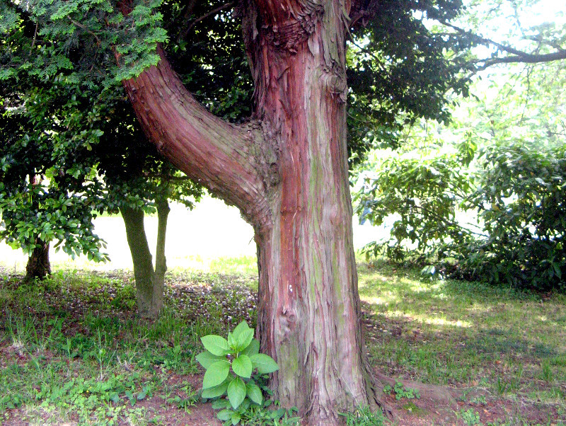 Golden threadleaf sawara cypress