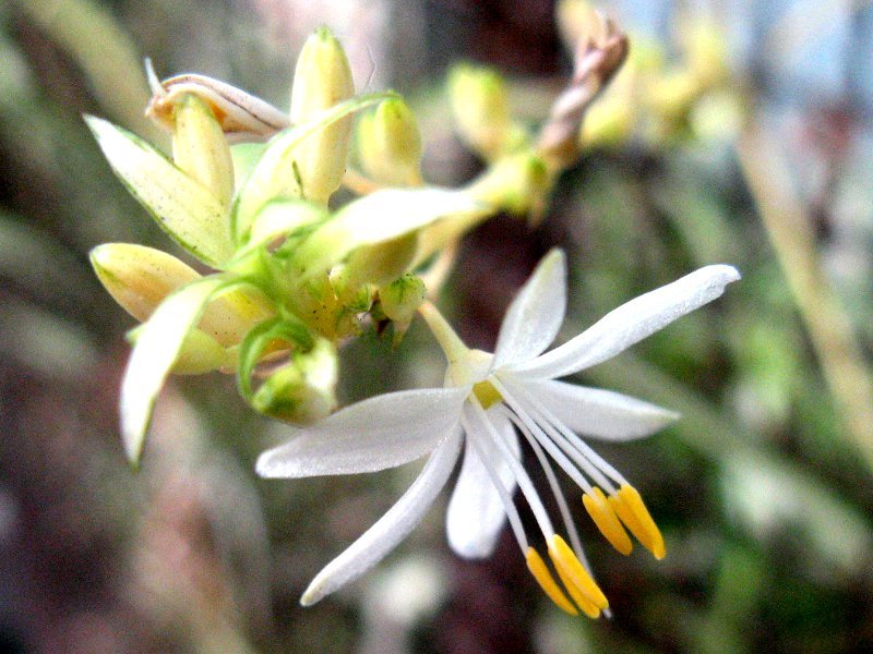 オリヅルラン Chlorophytum Comosum かぎけん花図鑑