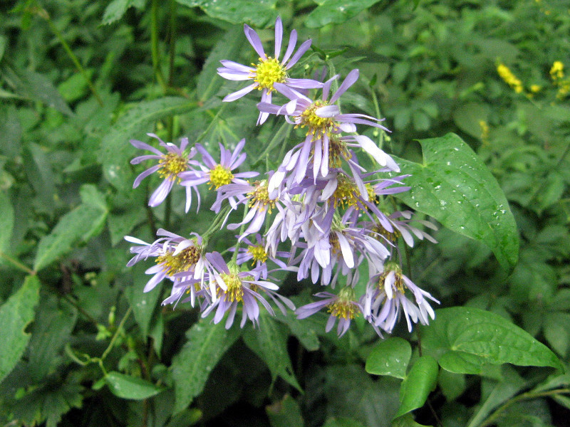 シオン Aster Tataricus かぎけん花図鑑