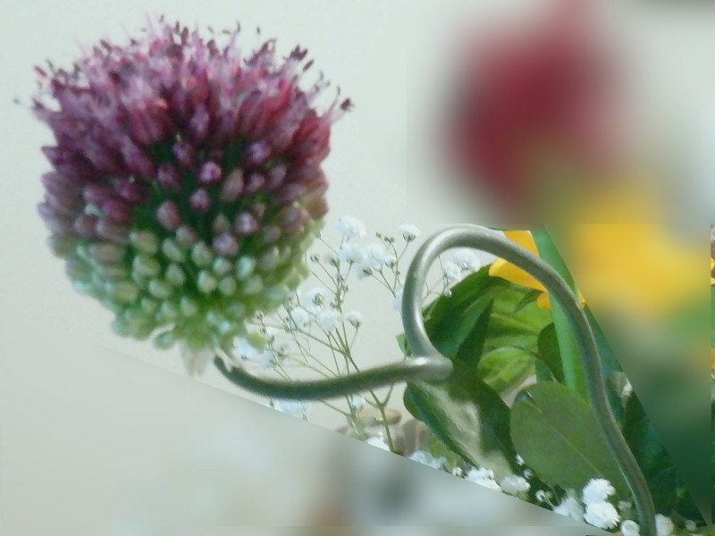 Allium Giganteum