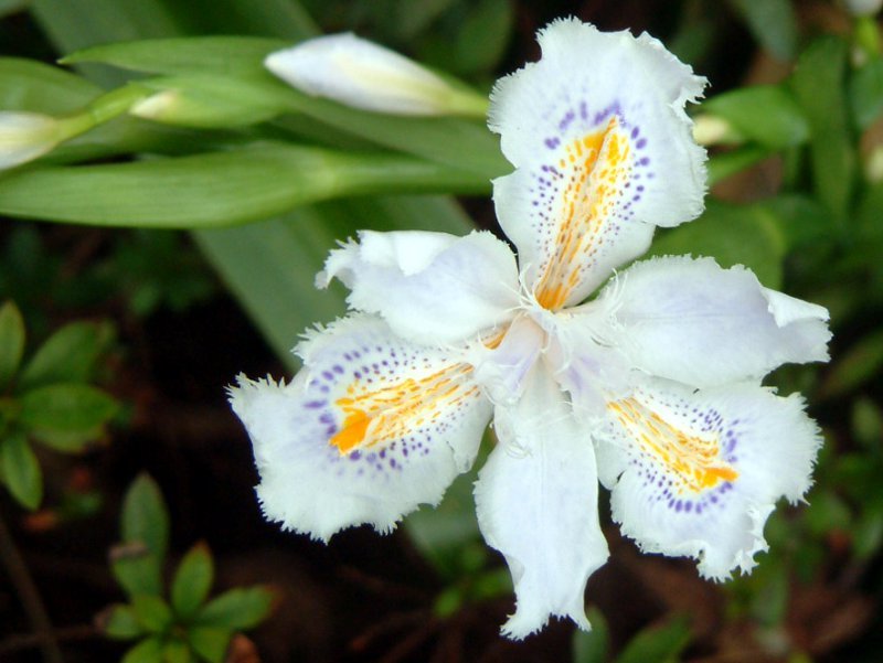 シャガ Iris Japonica かぎけん花図鑑