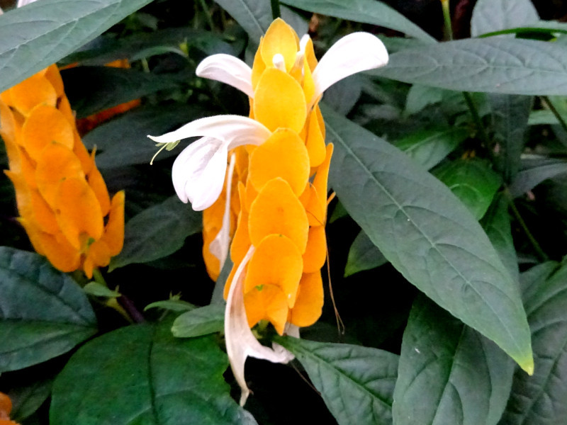 Pachystachys lutea