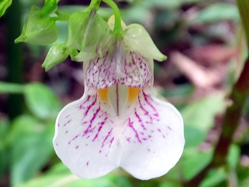 Impatiens hypophylla