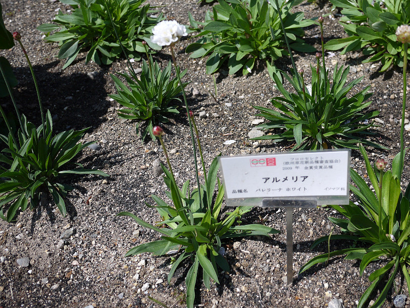 Armeria Ballerina White Armeria Cv Ballerina Flower Database