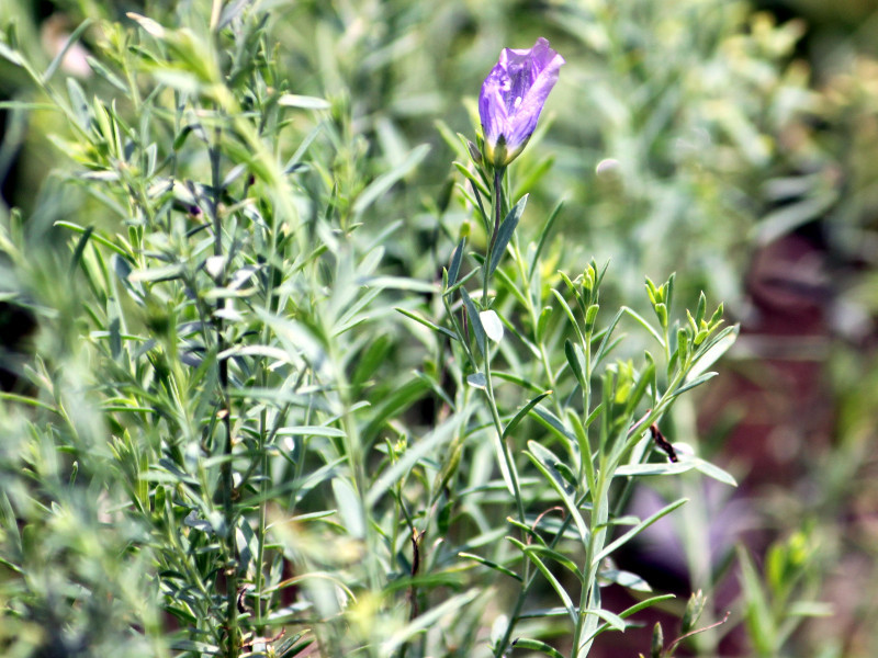 ペレニアルフラックス Linum Perenne かぎけん花図鑑