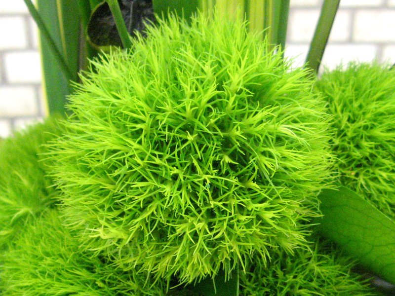 Green Trick | Dianthus barbatus 'green trick' | Flower Database