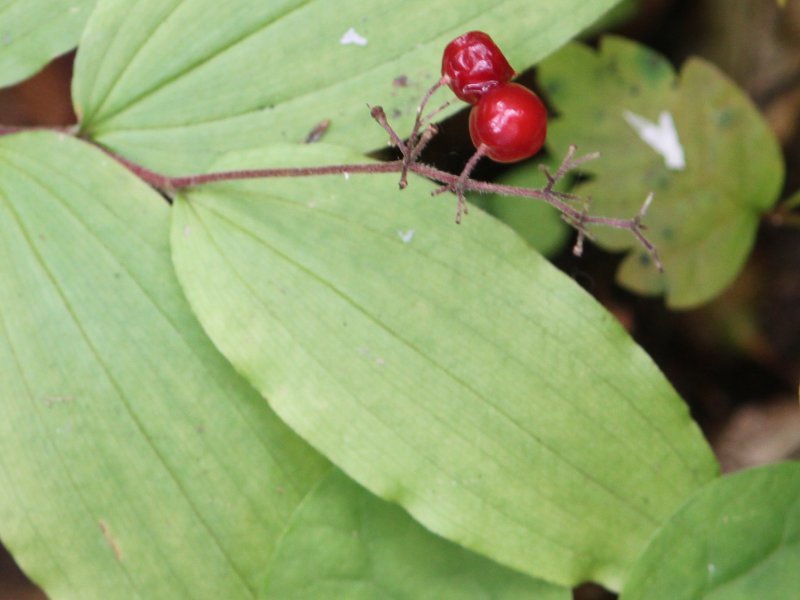 Maianthemum japonicum