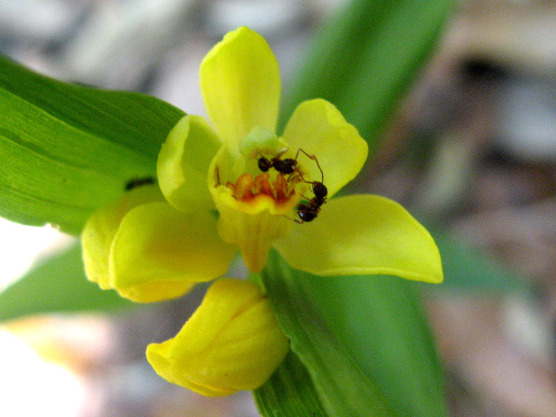 金兰 Cephalanthera Falcata 科技研花图画书