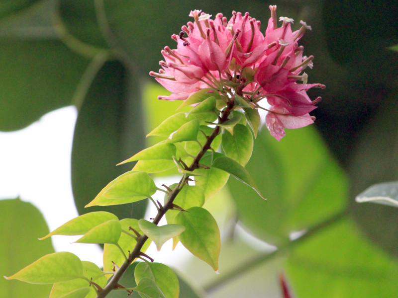 Bougainvillea