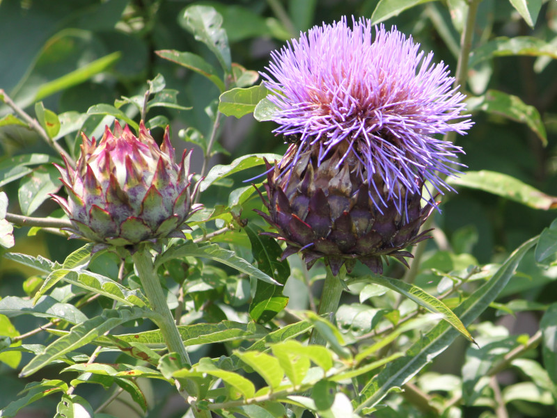 アーティチョーク Cynara Scolymus かぎけん花図鑑