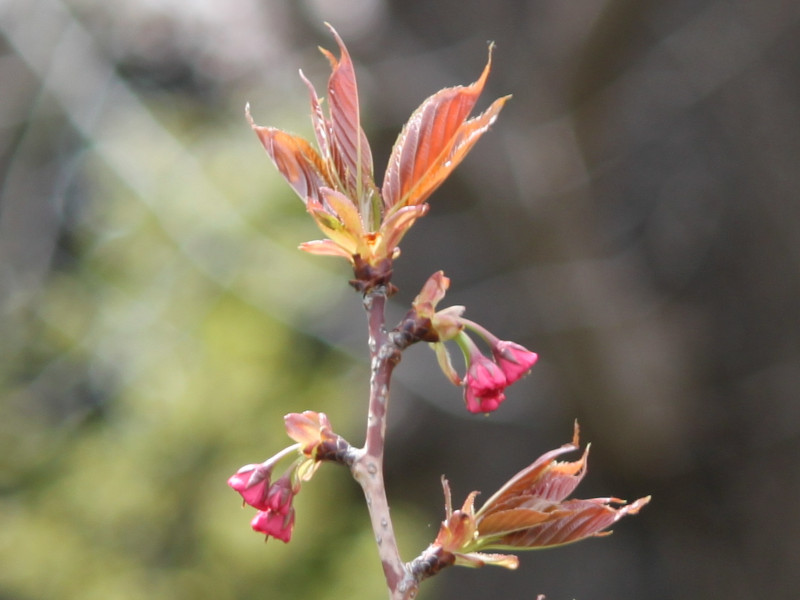 Prunus 'Kanzan'