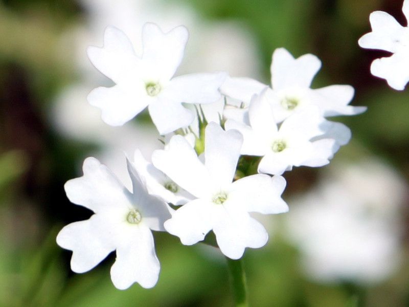 Verbena tenera