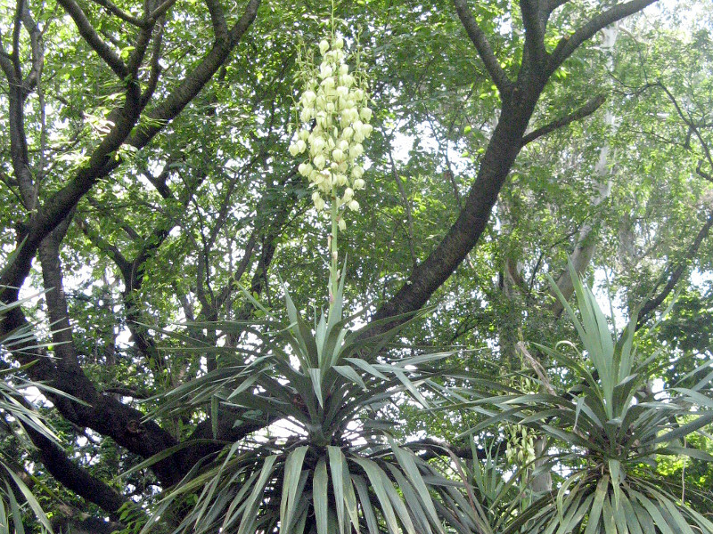 キミガヨラン | Yucca recurvifolia | かぎけん花図鑑