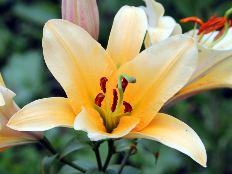 Lilium cv. Royal trinity