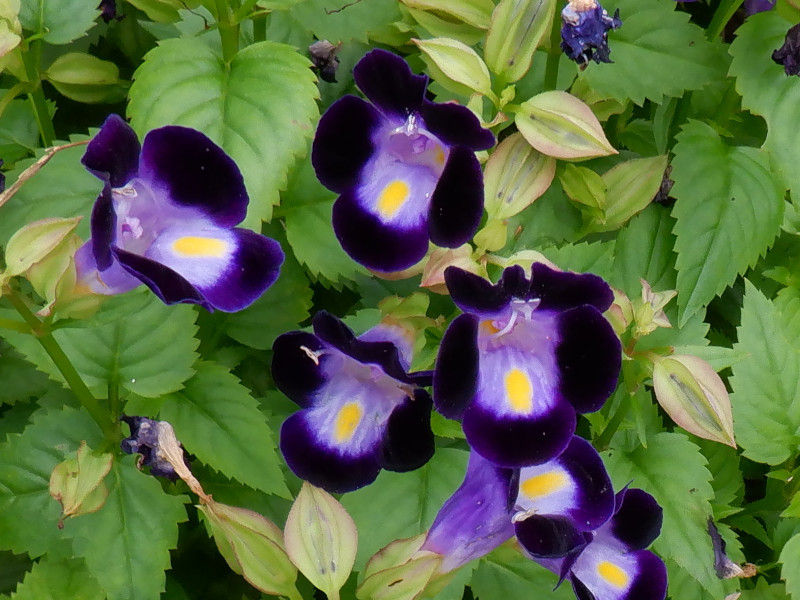 誕生花 8月6日 トレニア 朝顔 科技研花图画书