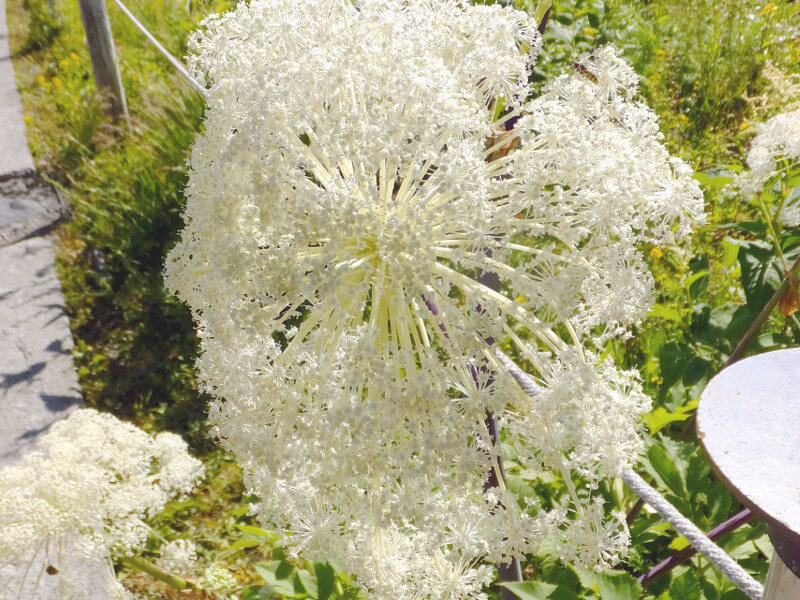 ミヤマシシウド Angelica Pubescens Var Matsumurae かぎけん花図鑑