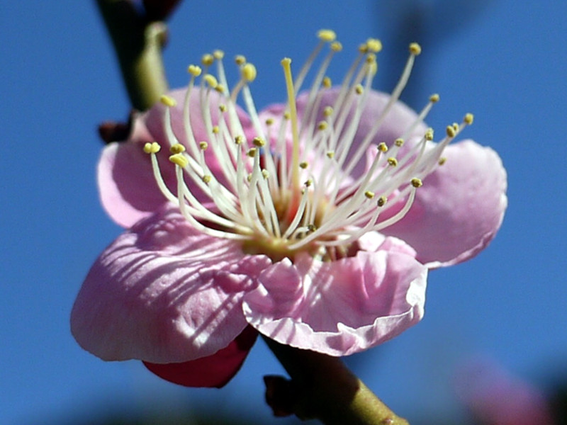 Prunus mume 'Michishirube'