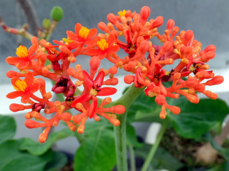 サンゴアブラギリ | Jatropha podagrica | かぎけん花図鑑