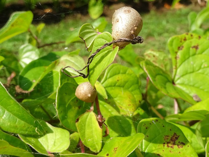 日本薯蓣 Dioscorea Japonica 科技研花图画书