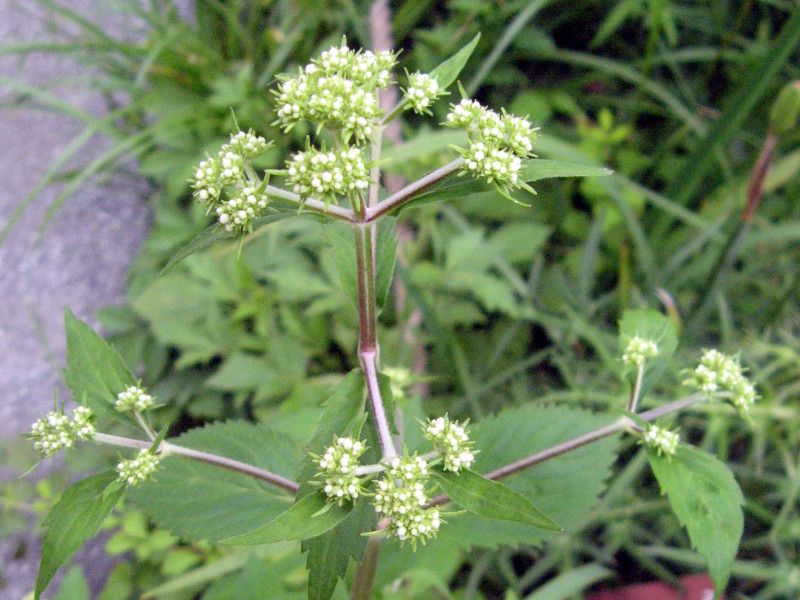 Patrinia villosa