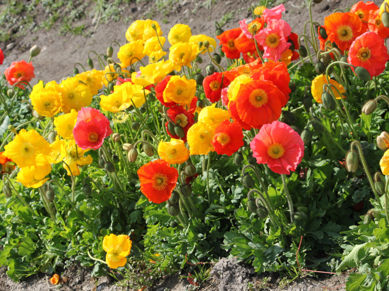 南房総の花8 アイスランドポピー（Iceland Poppy）