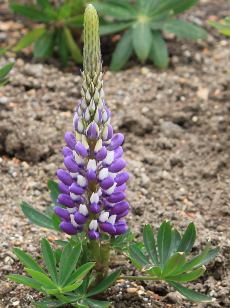 Lupinus polyphyllus