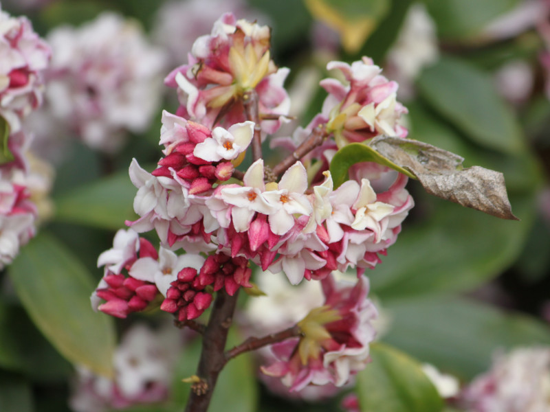 Daphne odora rosacea