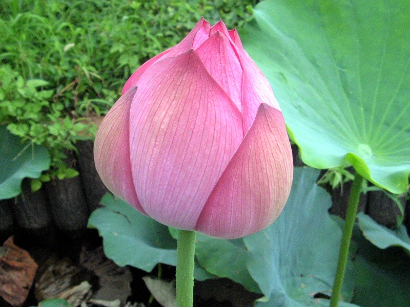 莲 Nelumbo Nucifera 科技研花图画书