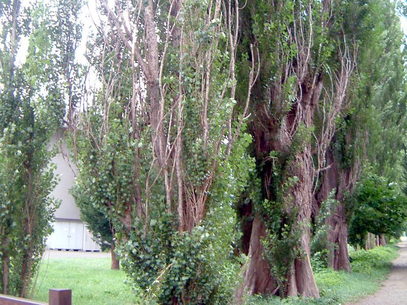 ポプラ Populus X Canadensis かぎけん花図鑑