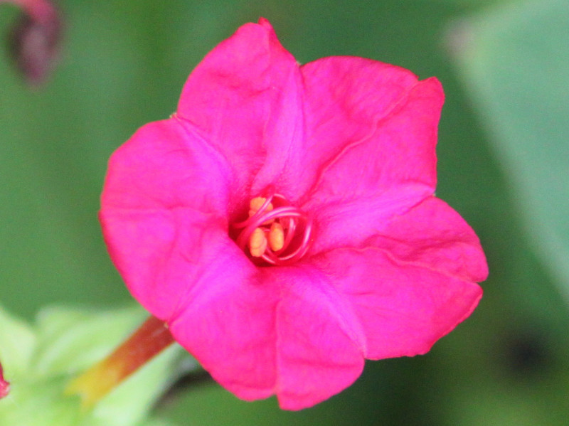 紫茉莉 Mirabilis Jalapa 科技研花图画书