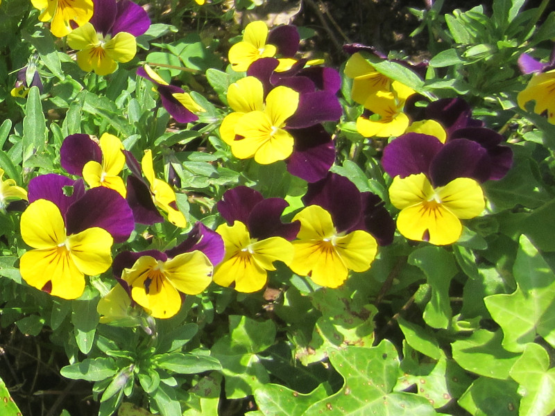 Garden pansy