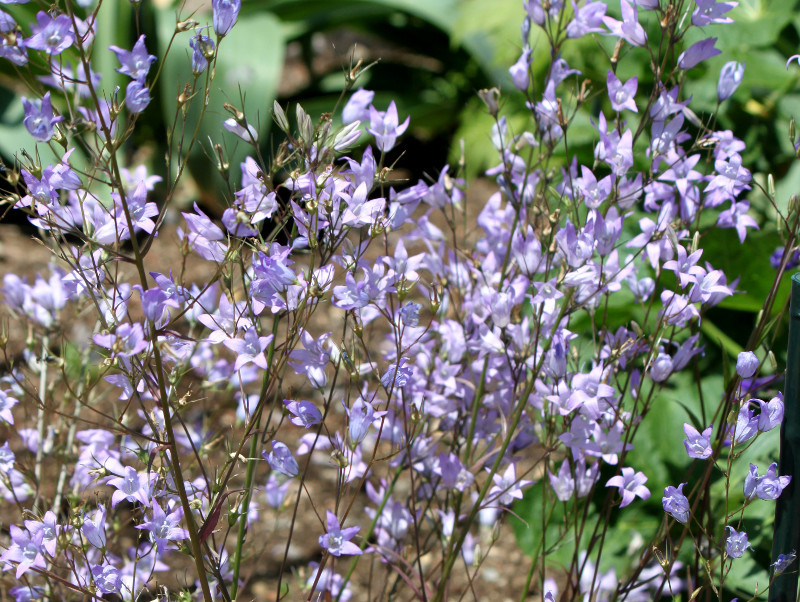 Campanula 'Suzuhime'