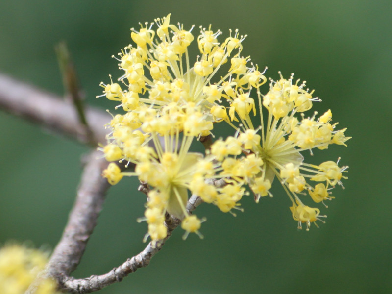 Cornelian cherries