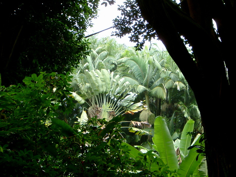 Ravenala madagascariensis