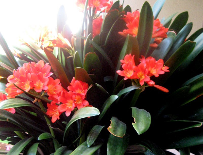 クンシラン Clivia Miniata かぎけん花図鑑