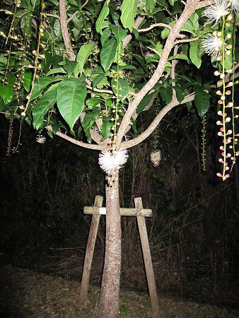 Barringtonia racemosa