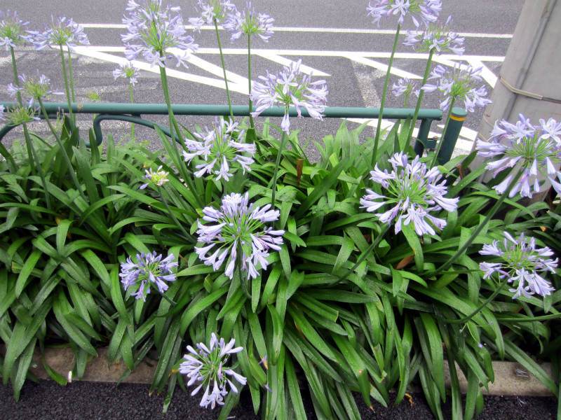 Agapanthus