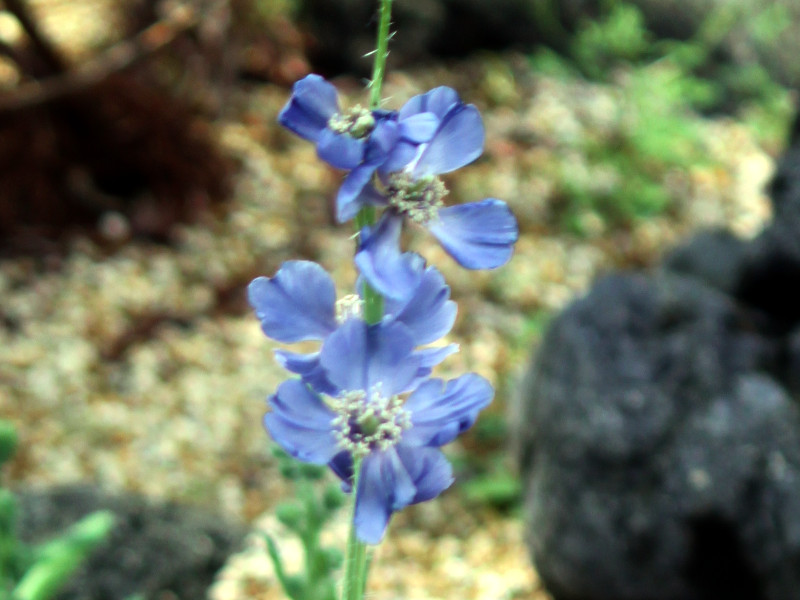 Prickly Blue poppy