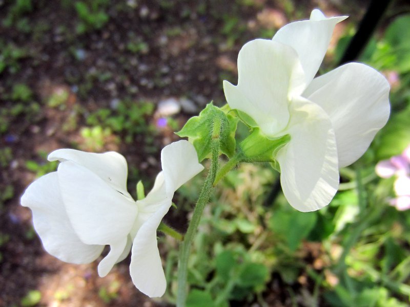 誕生花　6月9日